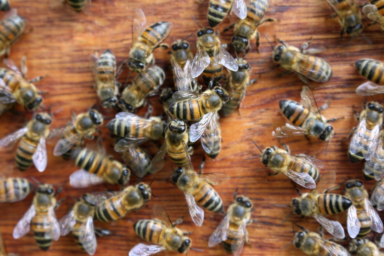 The Importance of Beekeeping in Eco-Friendly Gardens